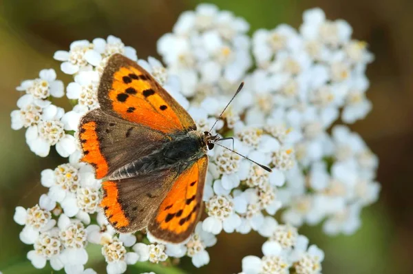 Piękny Motyl Lycaena Flaeas — Zdjęcie stockowe