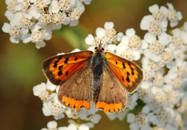 Piękny Motyl Lycaena Flaeas — Zdjęcie stockowe