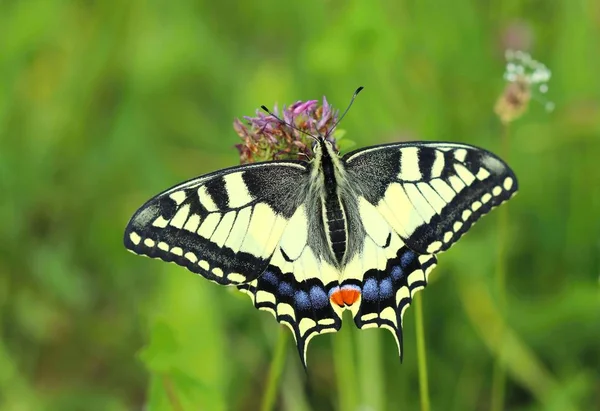 Borboleta Rabo Andorinha Bonita Papilio Machaon — Fotografia de Stock