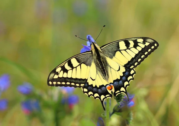 Borboleta Rabo Andorinha Bonita Papilio Machaon — Fotografia de Stock