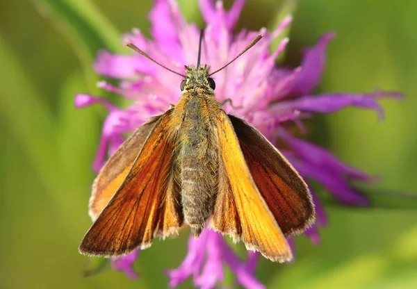 Pomarańczowy Motyla Ochlodes Sylvanus — Zdjęcie stockowe