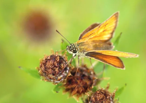 Borboleta Laranja Ochlodes Sylvanus — Fotografia de Stock