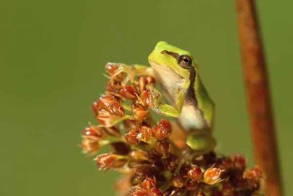 Bayi Katak Yang Lucu — Stok Foto