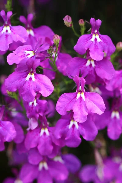 Renk cascade çiçek erinus pendula