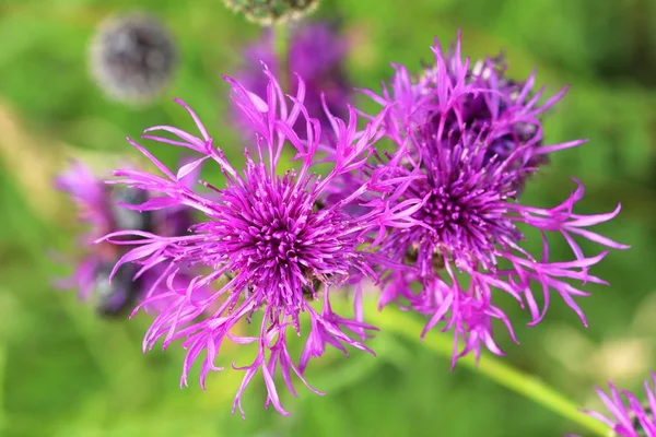 Meadow Cornflower Centaurea Jacea — Stock Photo, Image