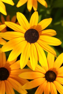 Çiçek Rudbeckia hirta şifa