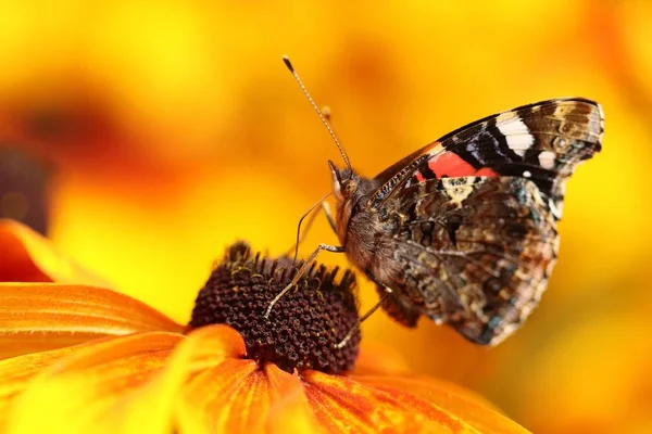 Motley Kura Kura Vanessa Atalanta — Stok Foto