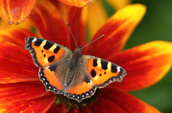 Motley Tortoiseshell Aglais Urticae — Stock Photo, Image