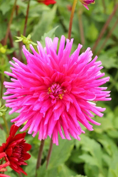 Garden Flower Dahlia Pinnata — Stock Photo, Image