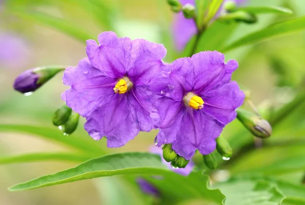 Bakłażan Solanum Lacinatum Kwitnienie — Zdjęcie stockowe