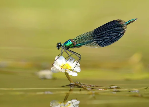 Dragonfly Řeka Calopteryx Splendens — Stock fotografie