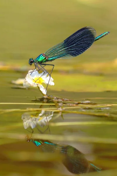 Rzeka Dragonfly Calopteryx Splendens — Zdjęcie stockowe
