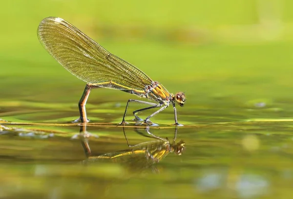 Libélula Rio Calopteryx Splendens — Fotografia de Stock