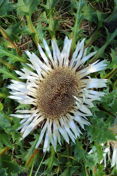 Healing Thistle Flower Carlina Acaulis — Stock Photo, Image