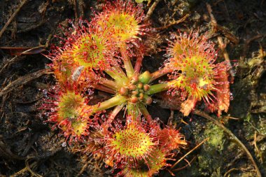 Etobur çiçek Drosera rotundifolia