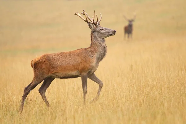 Red Deer Cervus Elaphus Male — Stock Photo, Image
