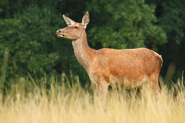 Red Deer Cervus Elaphus Kvinna — Stockfoto