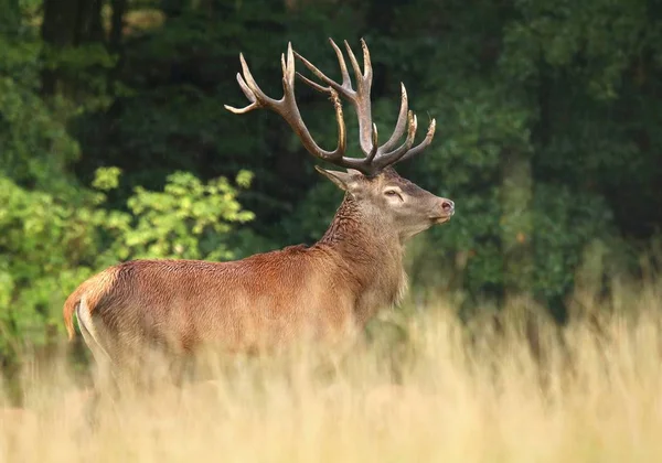 Jelen Cervus Elaphus Muž — Stock fotografie