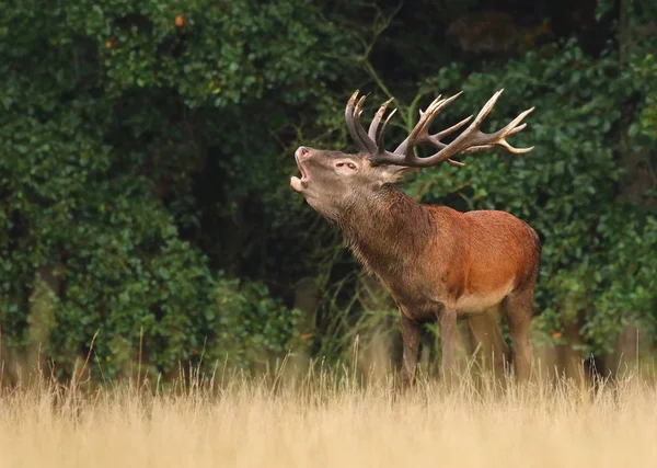 Red Deer Cervus Elaphus Male — Stock Photo, Image