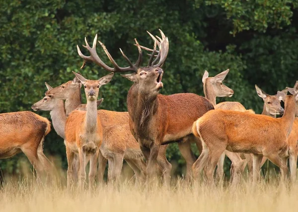 Red Deer Cervus Elaphus Rut — Stockfoto