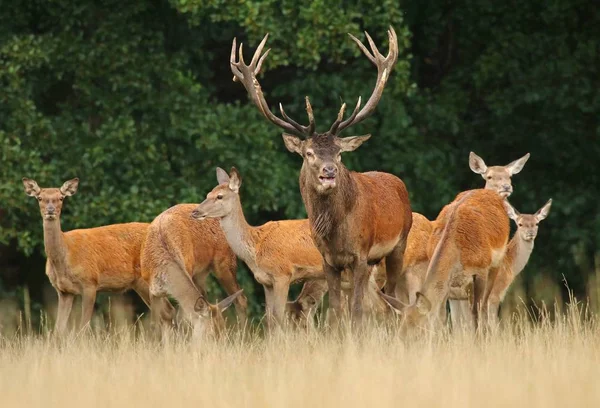 Rothirsch Cervus Elaphus Beim Traben — Stockfoto