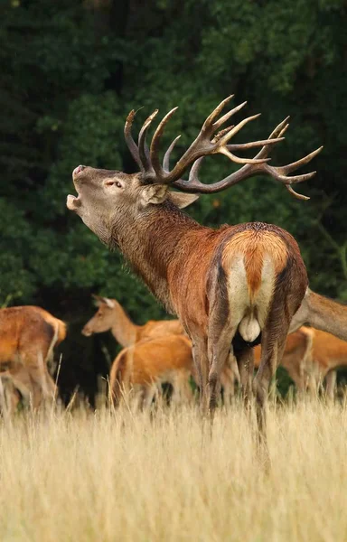 Red Deer Cervus Elaphus Hane — Stockfoto