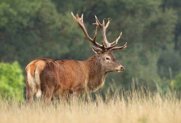Red Deer Cervus Elaphus Hane — Stockfoto