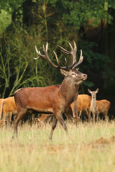 Red Deer Cervus Elaphus Male — Stock Photo, Image