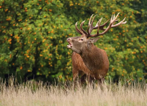 Rothirsch Cervus Elaphus Männlich — Stockfoto