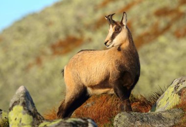 Güzel chamois Rupicapra rupicapra Güz
