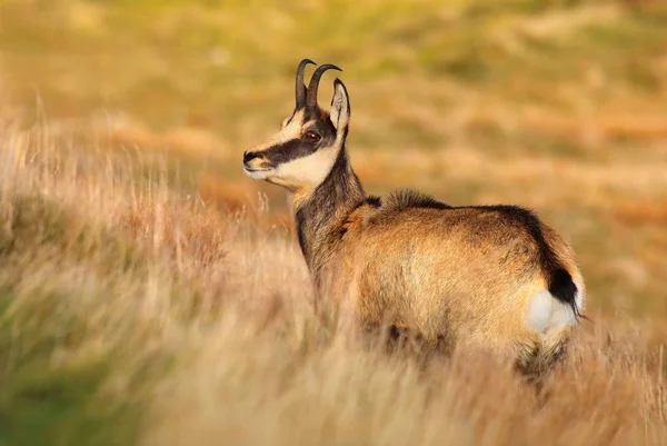 Vackra Chamois Rupicapra Rupicapra Hösten — Stockfoto