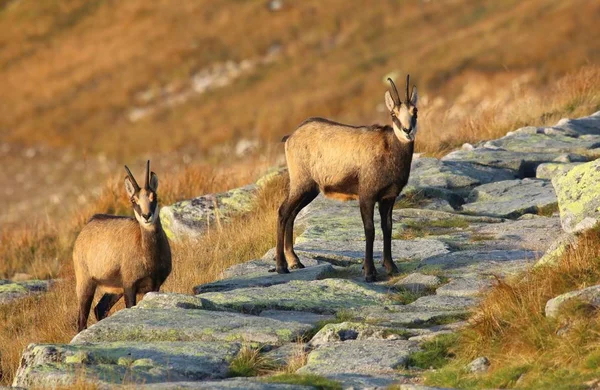 Mooie Zeem Rupicapra Rupicapra Herfst — Stockfoto