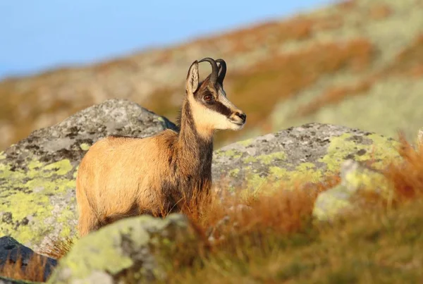 Vackra Chamois Rupicapra Rupicapra Hösten — Stockfoto