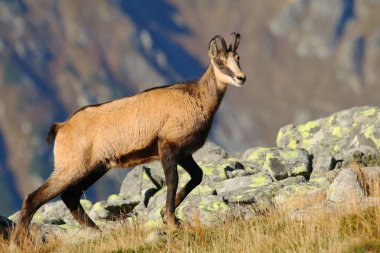 Güzel chamois Rupicapra rupicapra Güz