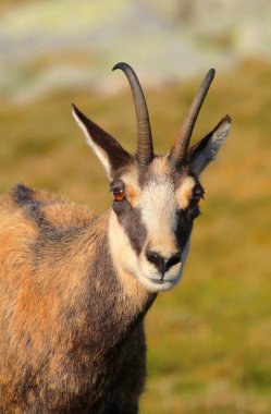 Güzel chamois Rupicapra rupicapra Güz