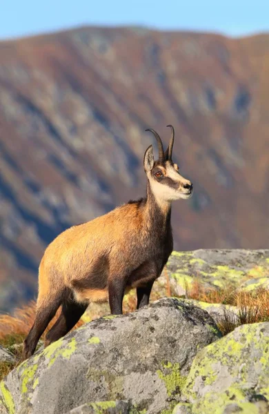 Güzel Chamois Rupicapra Rupicapra Güz — Stok fotoğraf