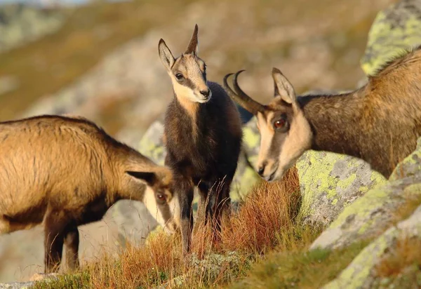 Söt Chamois Baby Bergen — Stockfoto