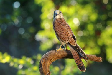 Common kestrel Falco tinnunculus clipart