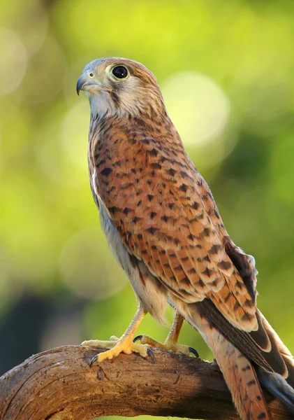 Wspólne Pustułka Falco Tinnunculus — Zdjęcie stockowe