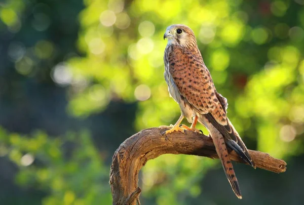 Faucon Crécerelle Falco Tinnunculus — Photo