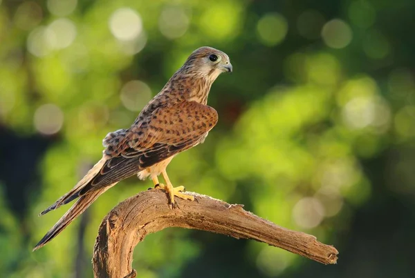 Vanliga Tornfalk Falco Tinnunculus — Stockfoto