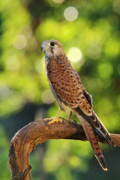 Vanliga Tornfalk Falco Tinnunculus — Stockfoto