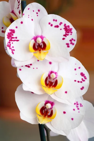 Schöne Zarte Orchideenblume — Stockfoto