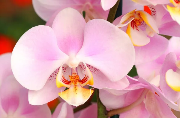 Schöne Zarte Orchideenblume — Stockfoto