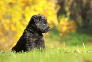 Siyah köpek yavrusu Bahçe