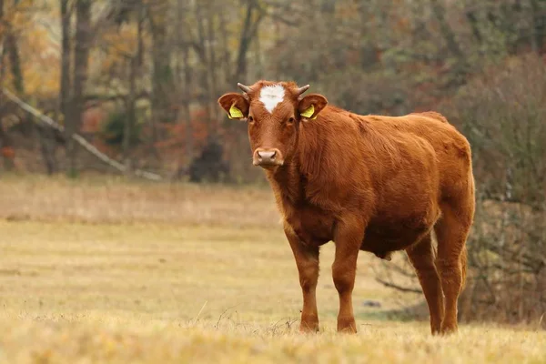 Mountain Cattle Pasture — Stock Photo, Image