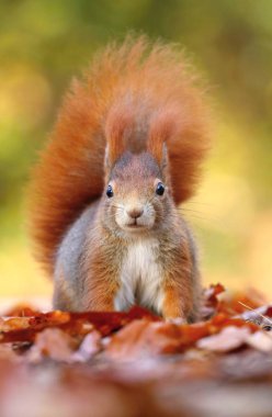 Çok güzel kıllı sincap Sciurus vulgaris