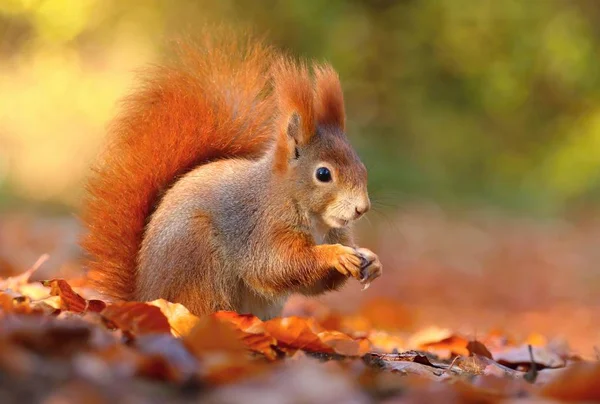 Bedårande Hårig Ekorre Sciurus Vulgaris — Stockfoto