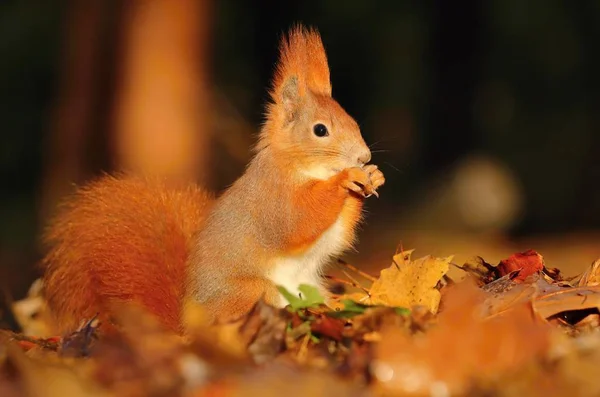 Urocza Owłosione Wiewiórka Sciurus Vulgaris — Zdjęcie stockowe