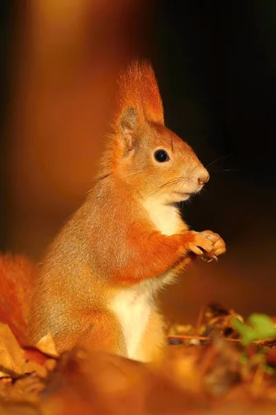 Adorable Hairy Squirrel Sciurus Vulgaris — Stock Photo, Image